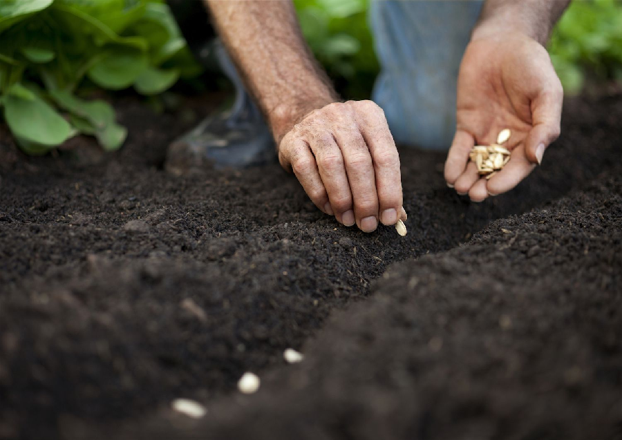  WHAT MAKES YOU THINK ABOUT GROWING YOUR SOIL?