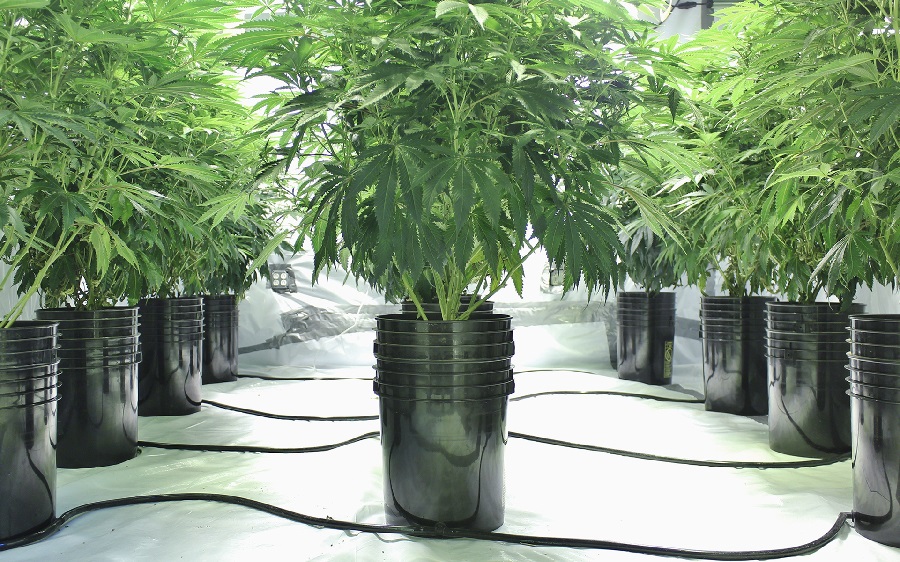 Why Choose Cannabis Planter for Cannabis?