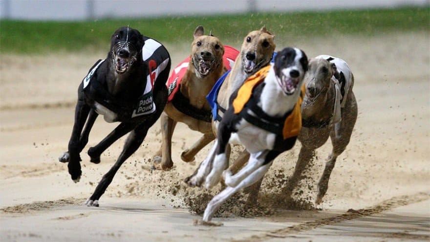 How to Calculate Greyhounds Betting Odds