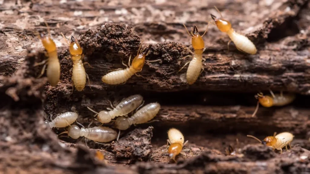 Metamorphosis Underground — How Termites Transition Through Life Stages