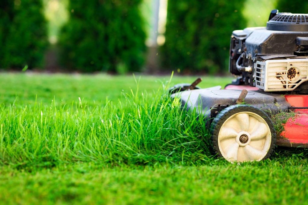 Why Your Lawn Says More About Society Than You Think